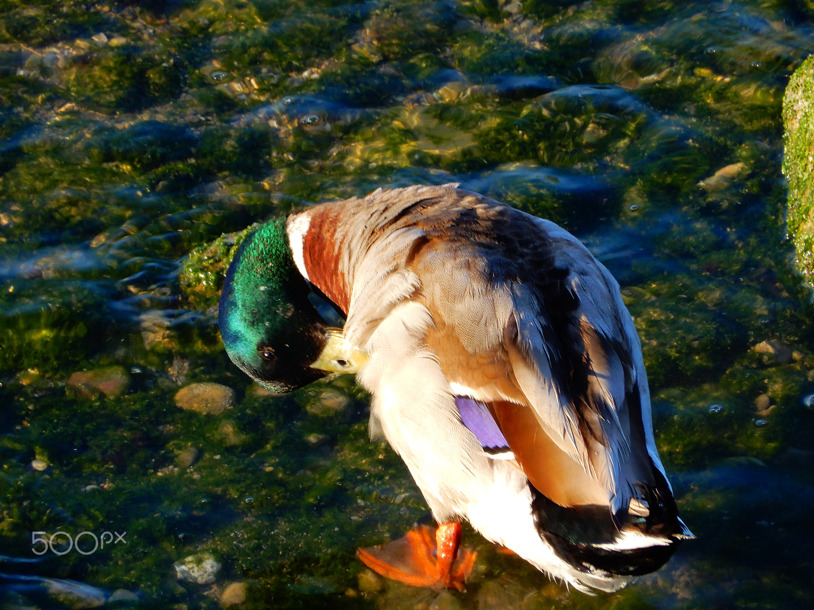 Nikon Coolpix A900 sample photo. First touches for tomorrow. photography