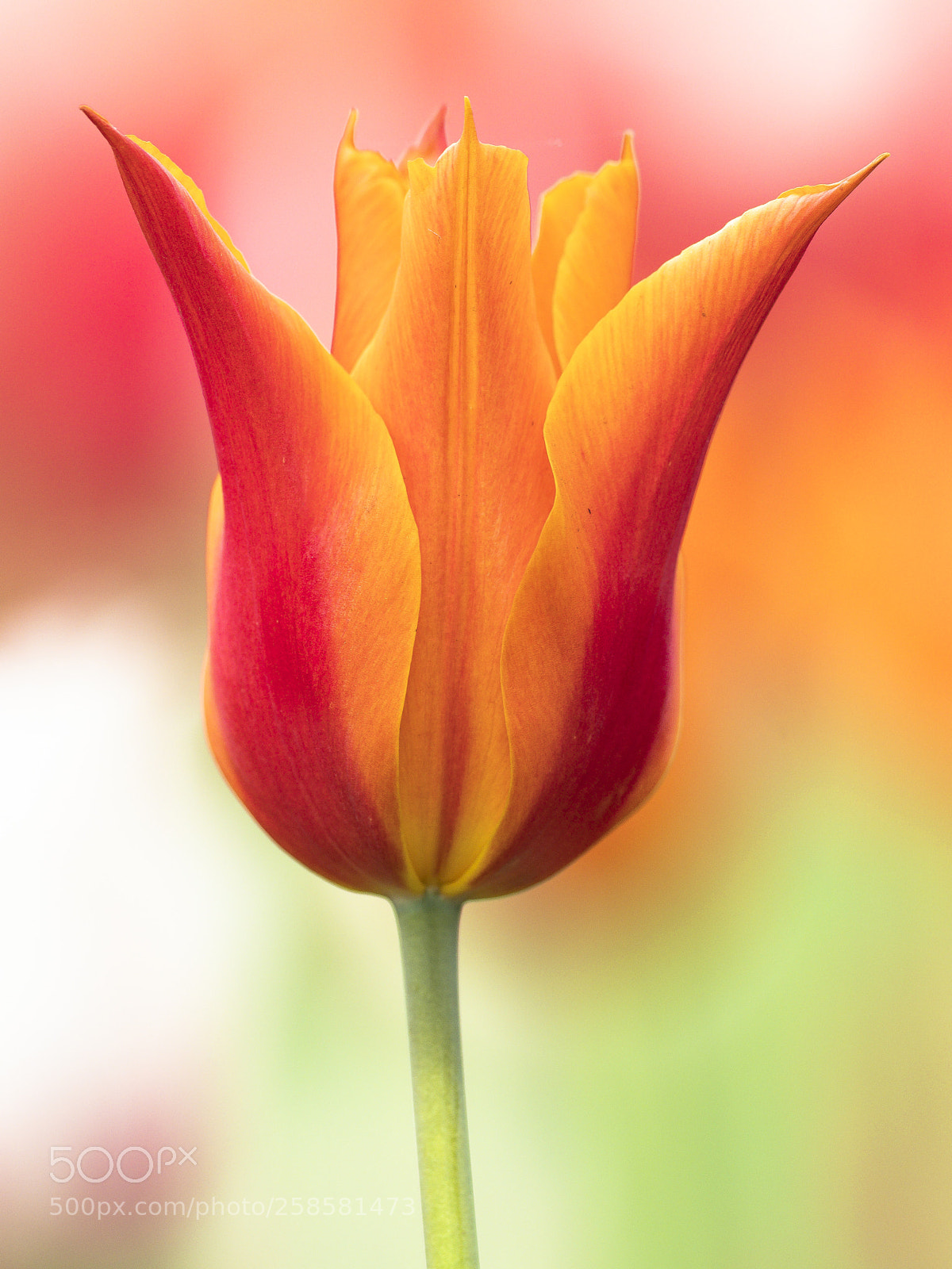 Olympus OM-D E-M1 Mark II sample photo. Ottawa tulip festival, ontario photography