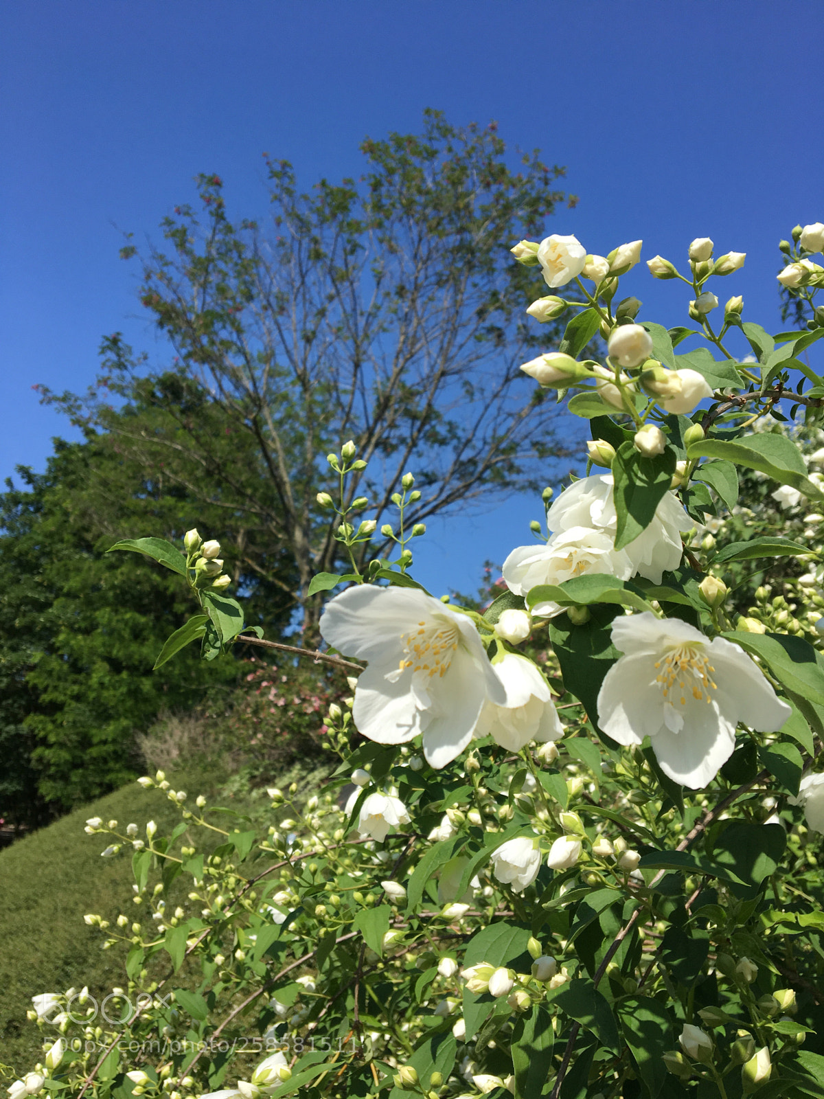 Apple iPhone 6s sample photo. Untitled photography