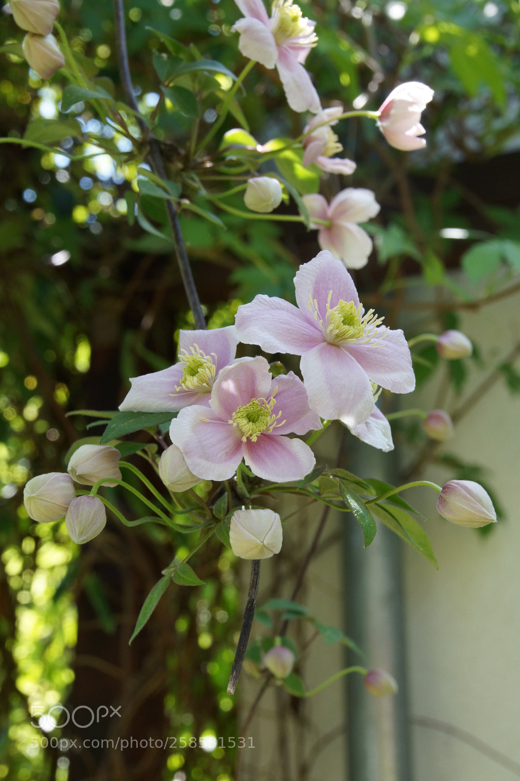 Sony SLT-A58 sample photo. Clematis chandelier photography