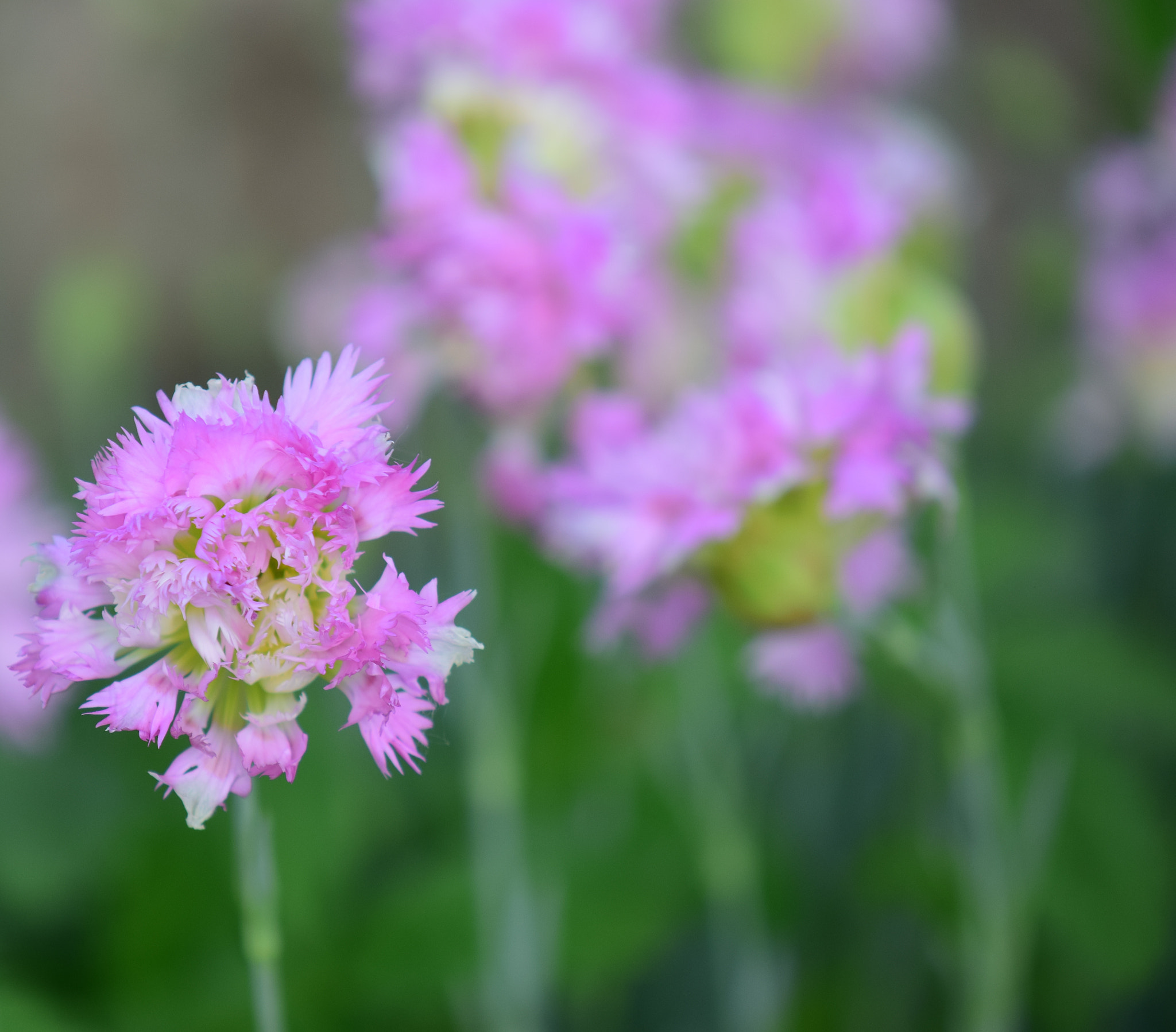 Nikon AF-S DX Micro-Nikkor 85mm F3.5G ED VR sample photo. Details photography