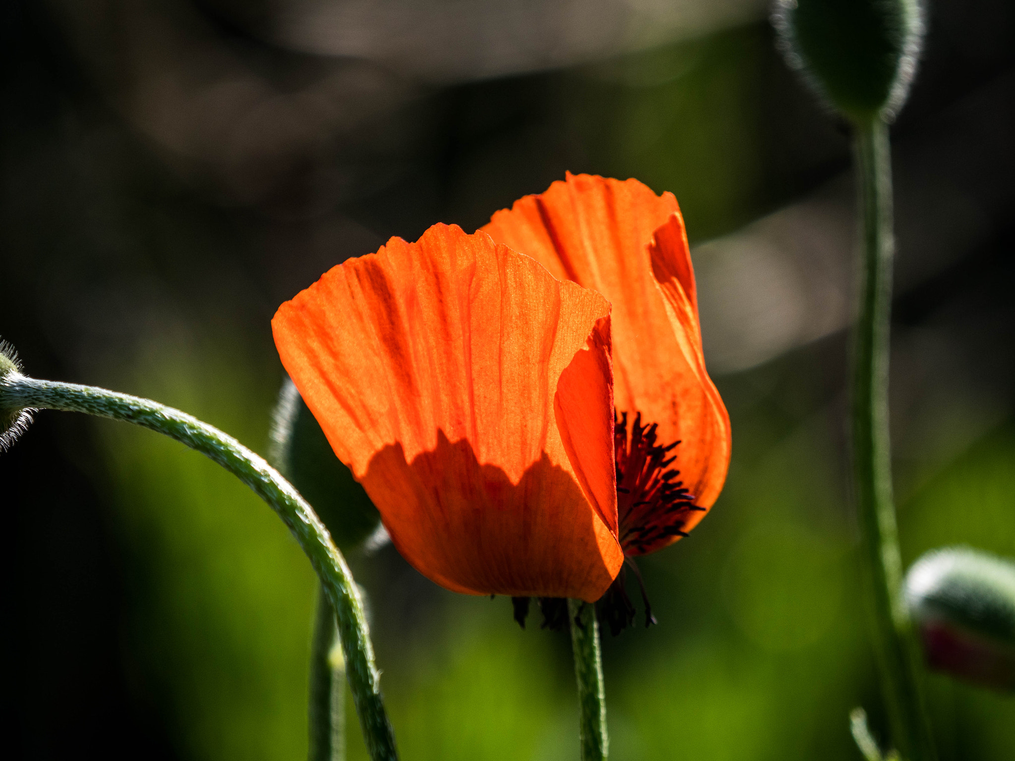 Panasonic Lumix DC-GX9 sample photo. P photography