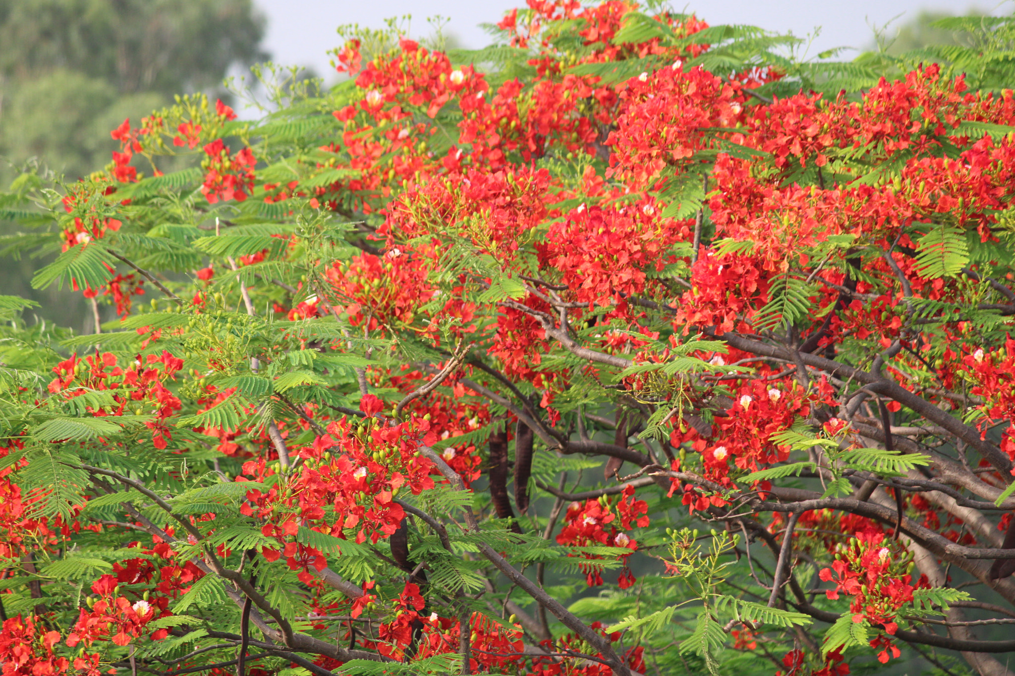 Canon EOS 2000D (EOS Rebel T7 / EOS Kiss X90 / EOS 1500D) + Canon EF-S 55-250mm F4-5.6 IS II sample photo. Naresh hyderabad photography