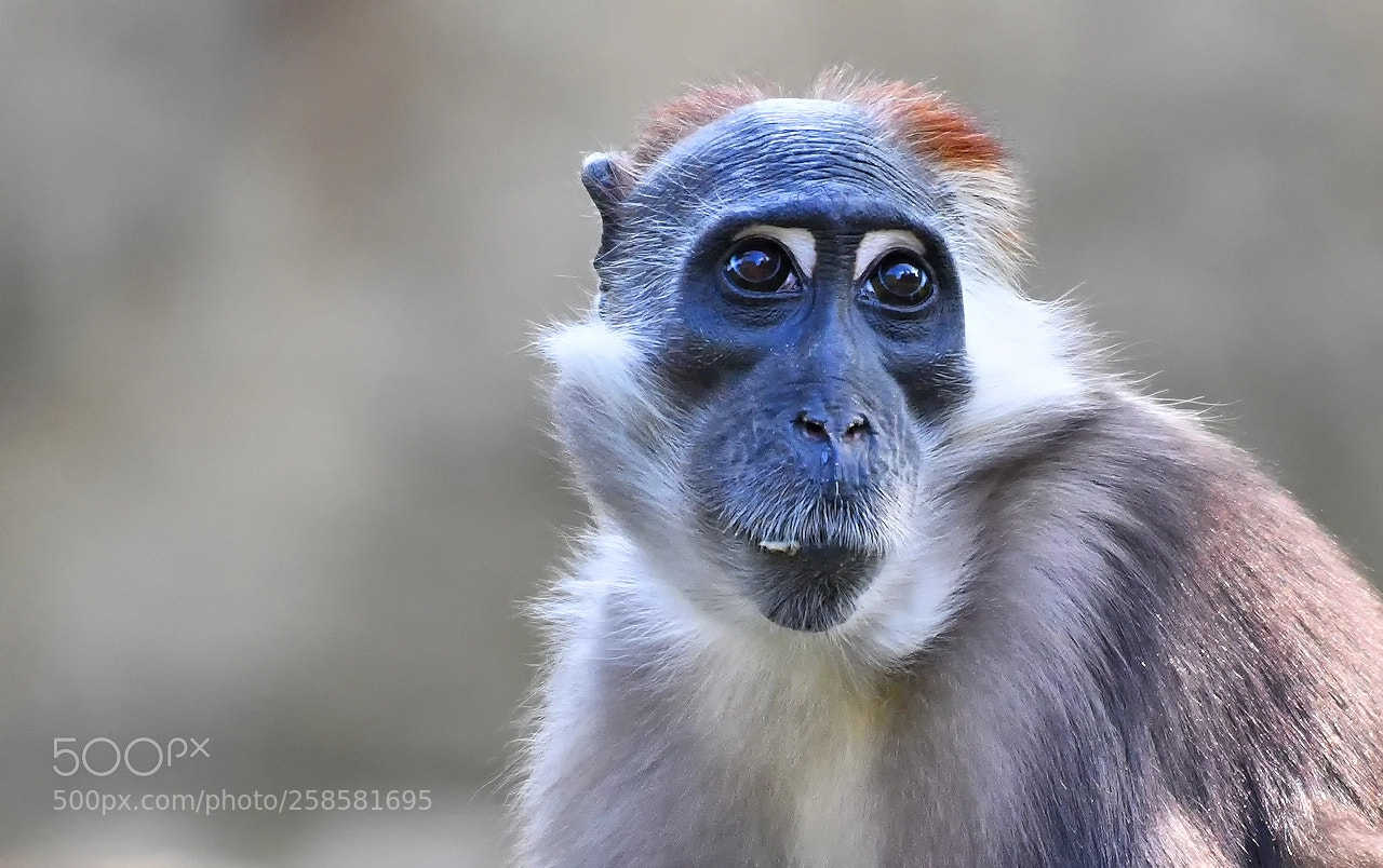 Nikon D850 sample photo. Cercocebus torquatus photography