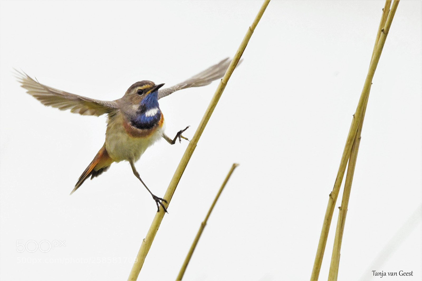 Nikon D5500 sample photo. Blue throat photography