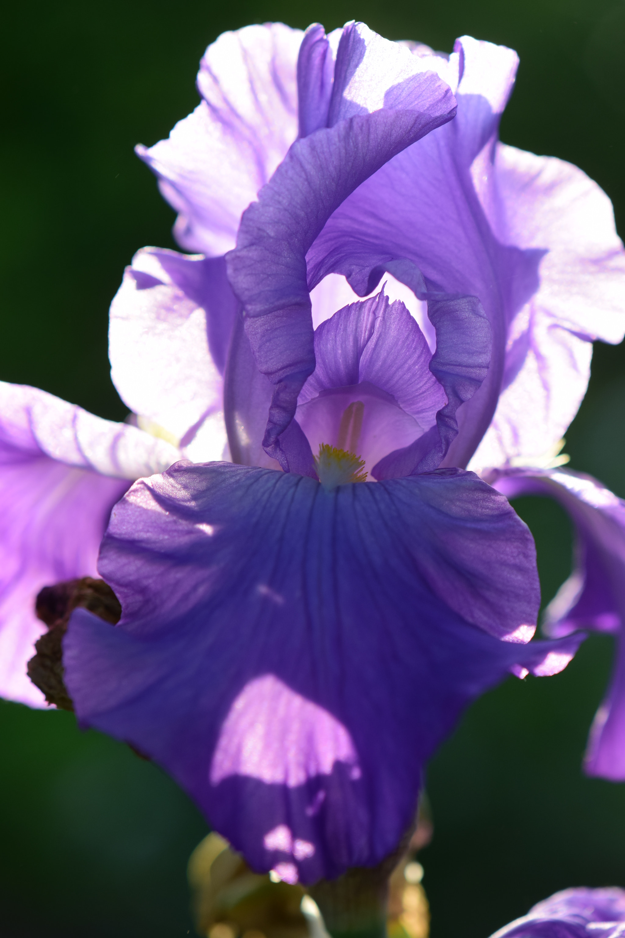 Nikon AF-S DX Micro-Nikkor 85mm F3.5G ED VR sample photo. Details photography