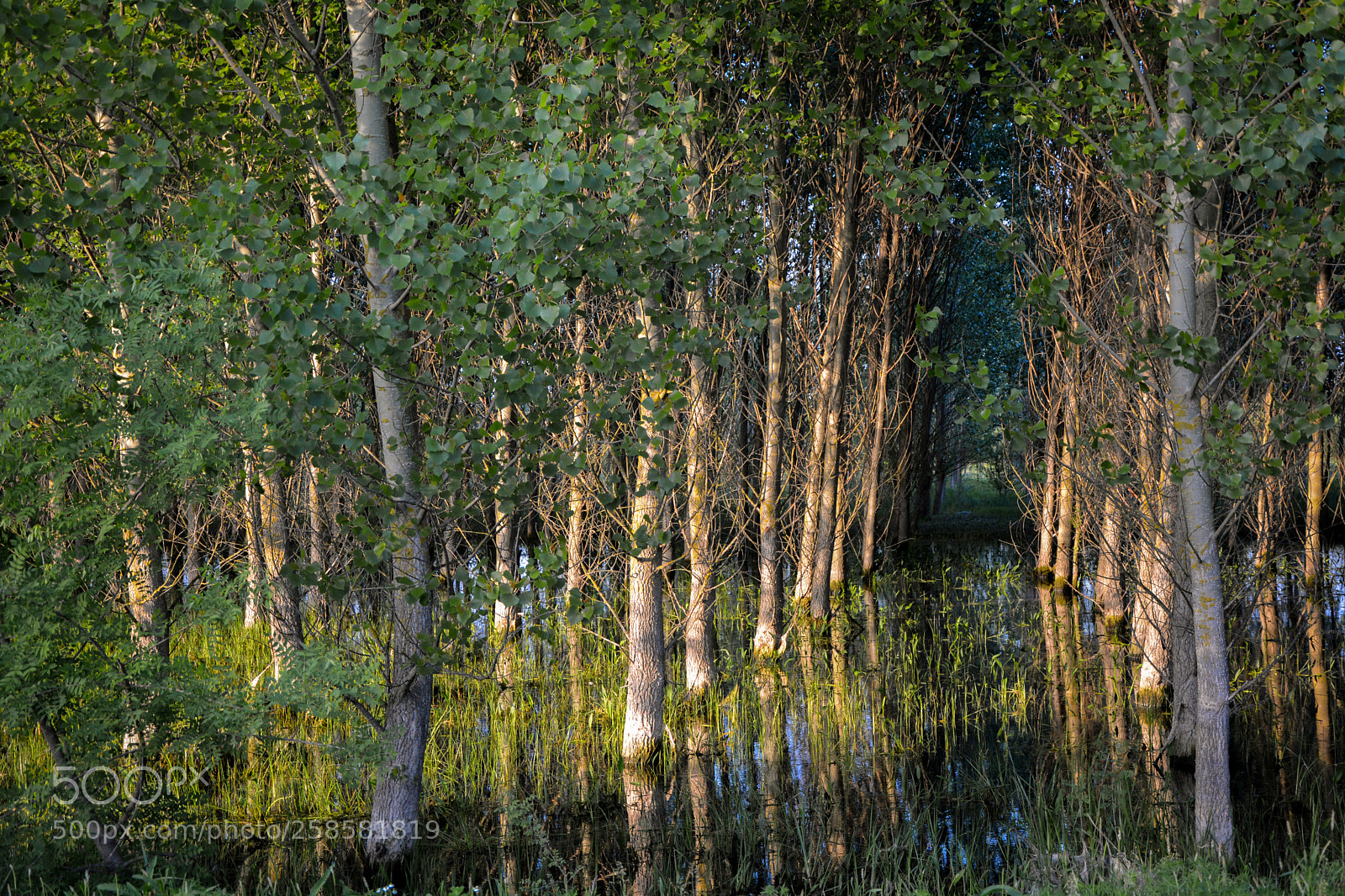 Nikon D5200 sample photo. Forest.jpg photography