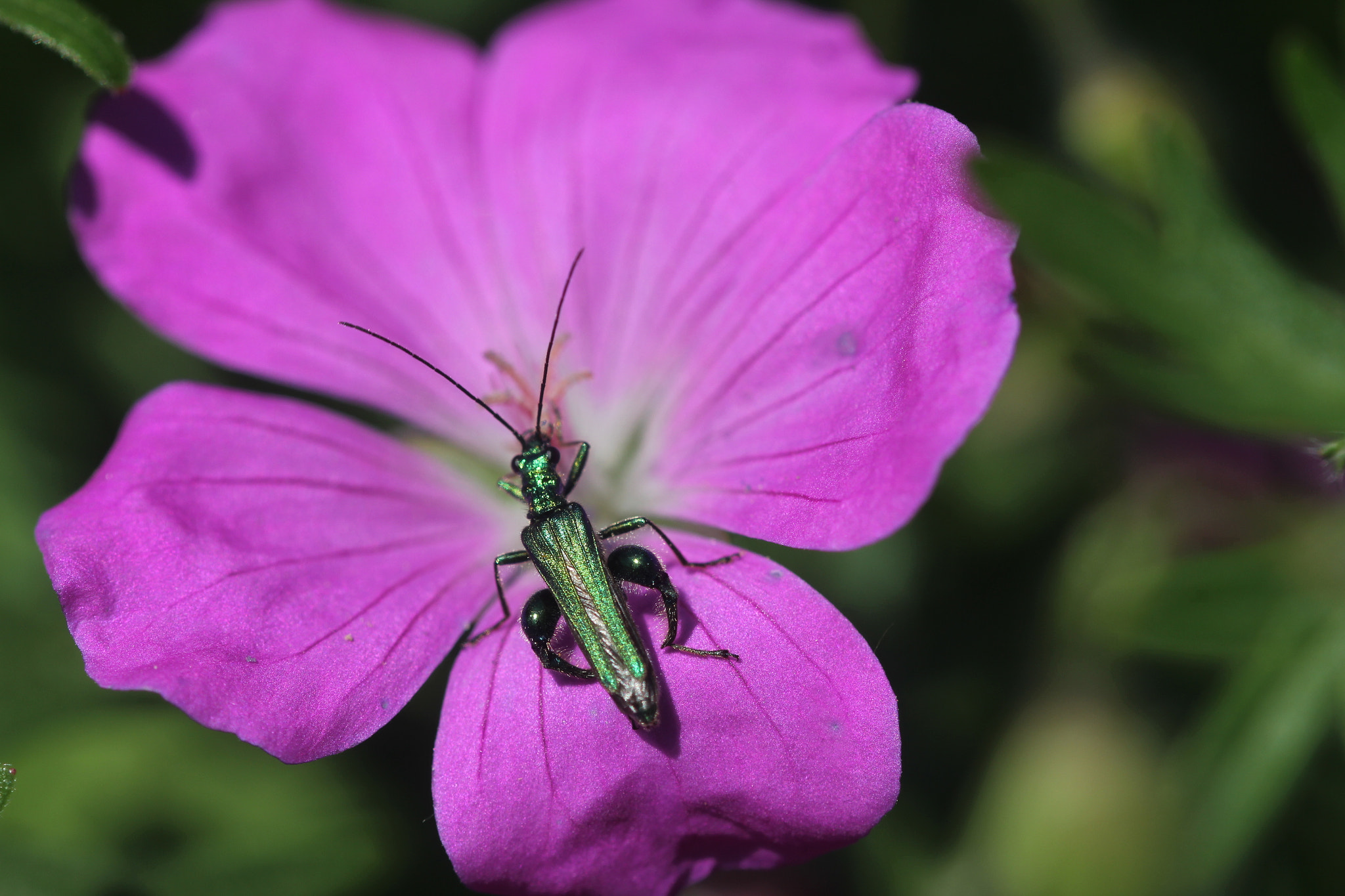 Sigma 105mm F2.8 EX DG OS HSM sample photo. Img photography