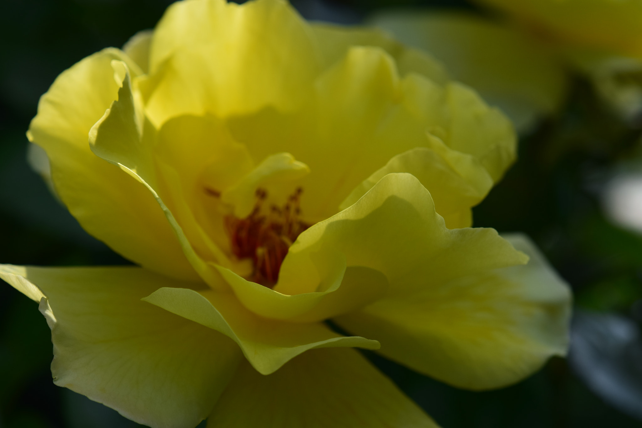 Nikon AF-S DX Micro-Nikkor 85mm F3.5G ED VR sample photo. Details photography