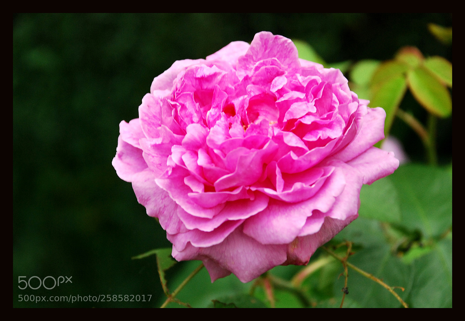 Nikon D80 sample photo. Rose photography
