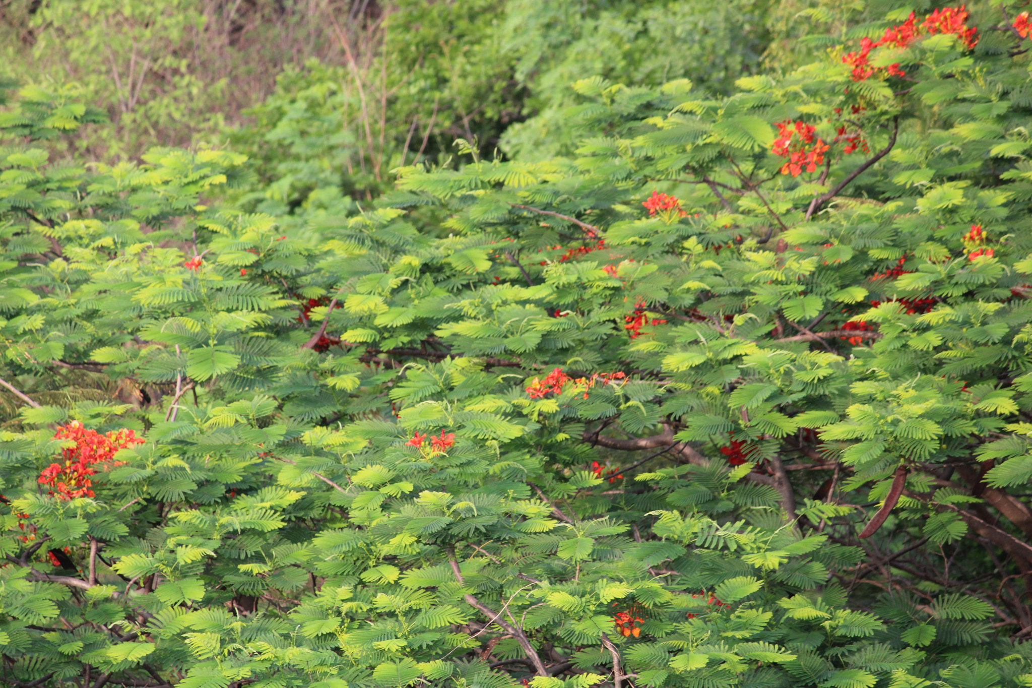 Canon EOS 2000D (EOS Rebel T7 / EOS Kiss X90 / EOS 1500D) + Canon EF-S 55-250mm F4-5.6 IS II sample photo. Naresh hyderabad photography