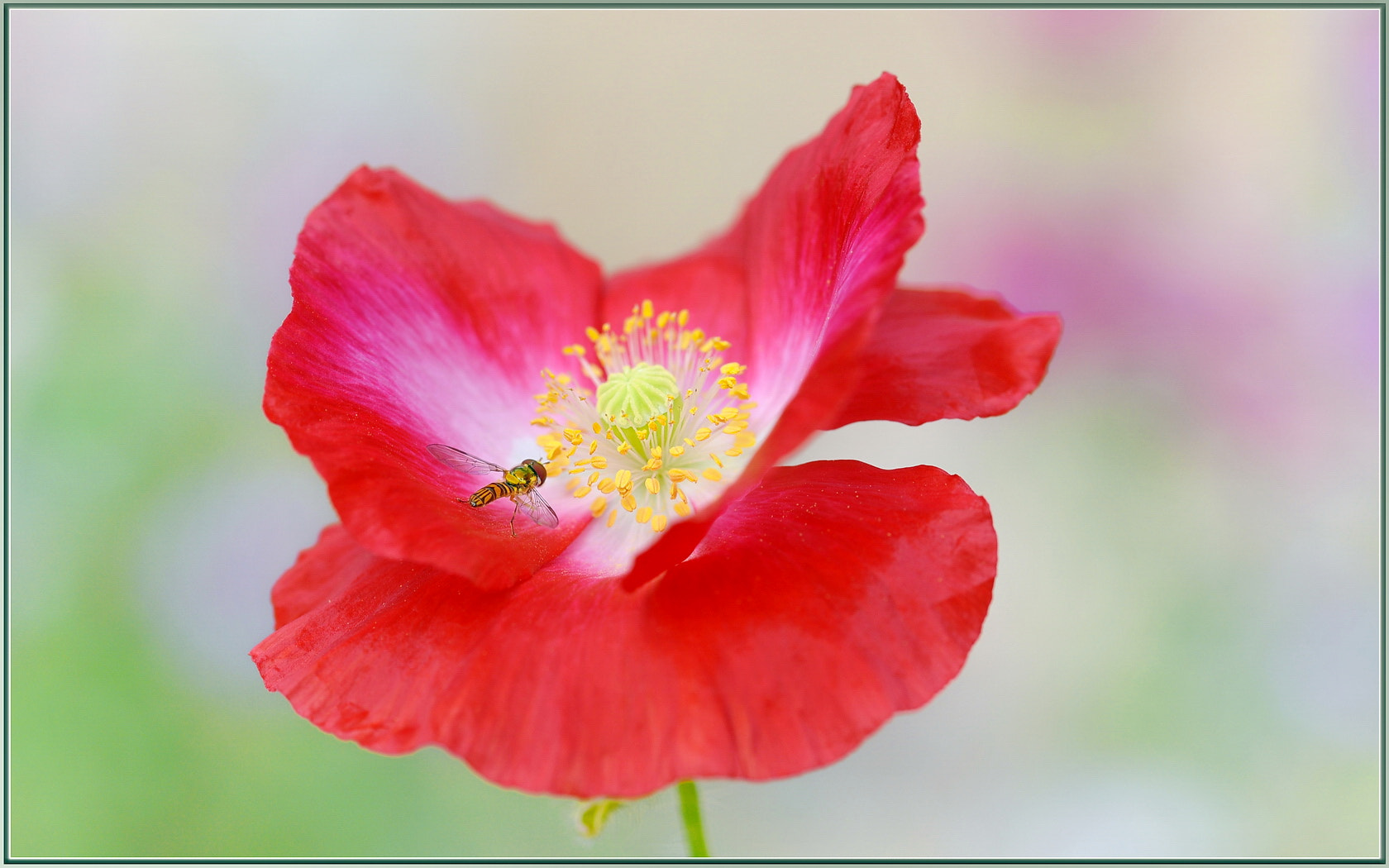 Sigma 105mm F2.8 EX DG OS HSM sample photo. Fly bombed photography