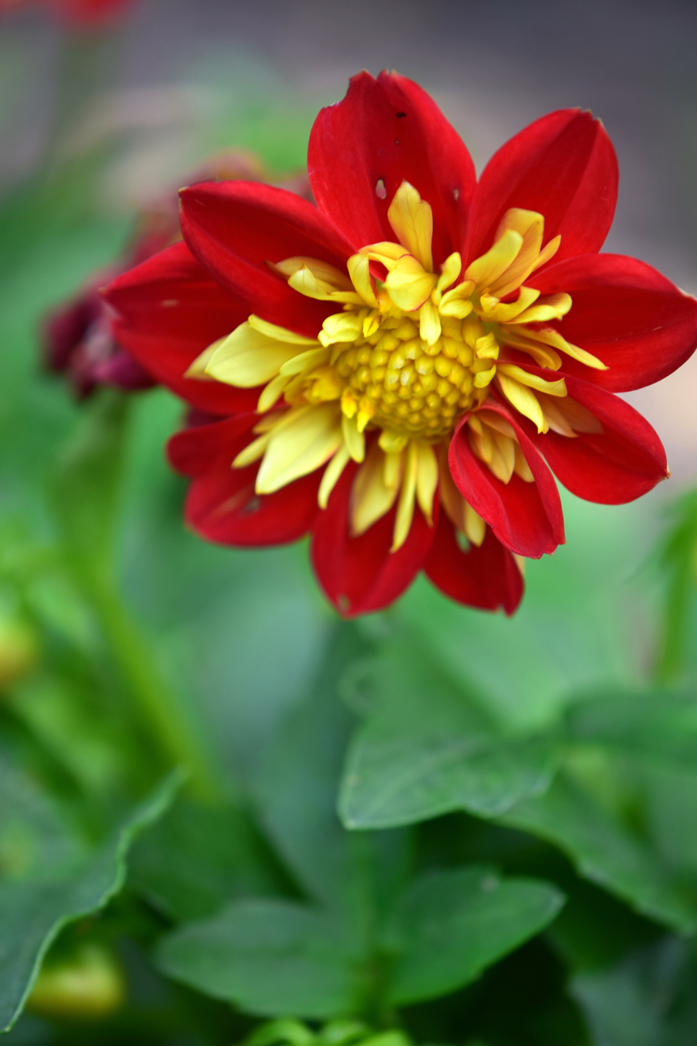 Nikon AF-S DX Micro-Nikkor 85mm F3.5G ED VR sample photo. Details photography