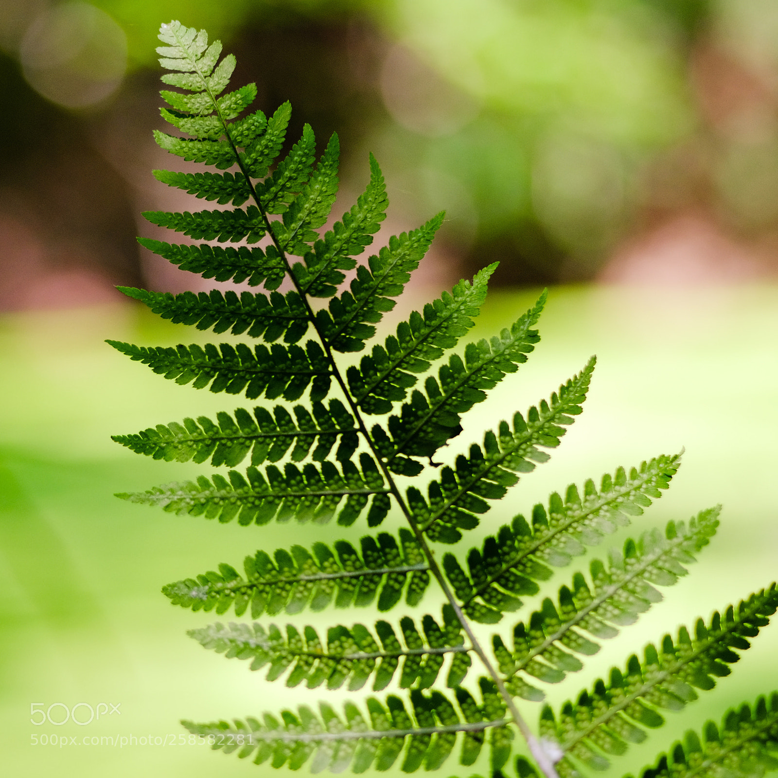Fujifilm X-T10 sample photo. Ferny in the forest photography
