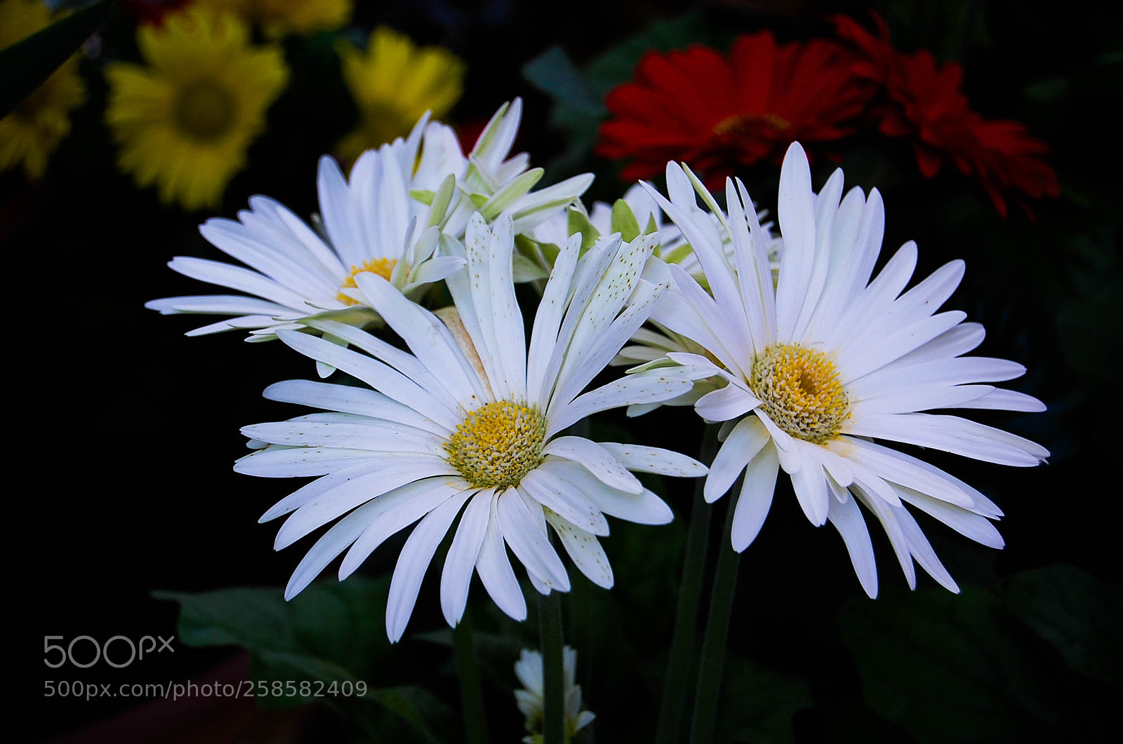 Nikon D40 sample photo. Flowers photography