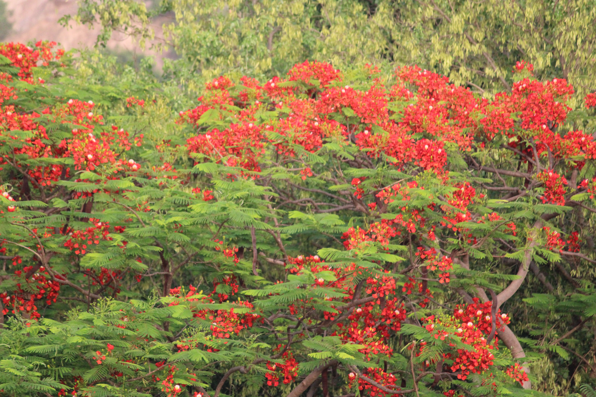 Canon EOS 2000D (EOS Rebel T7 / EOS Kiss X90 / EOS 1500D) sample photo. Naresh hyderabad photography