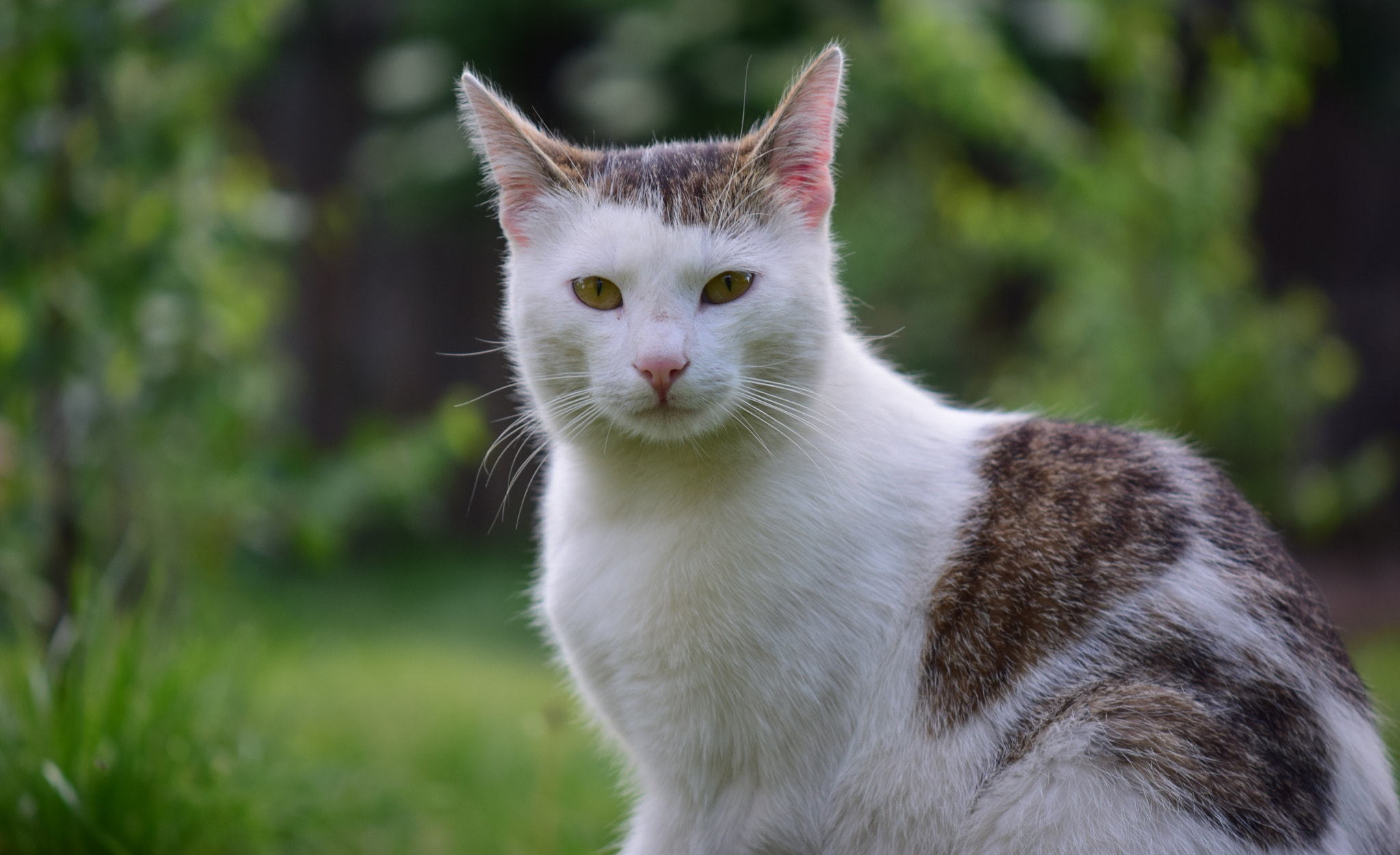 Nikon AF-S DX Micro-Nikkor 85mm F3.5G ED VR sample photo. Cat photography