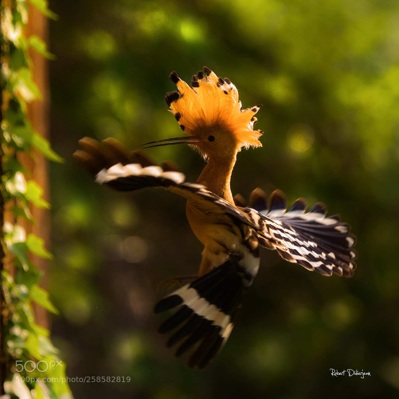 Nikon D810 sample photo. Hoopoe in levitation photography