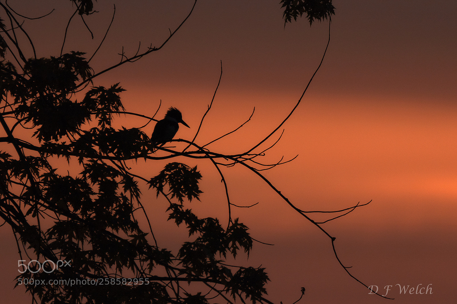 Canon EOS 7D Mark II sample photo. Belted kingfisher at sunrise photography