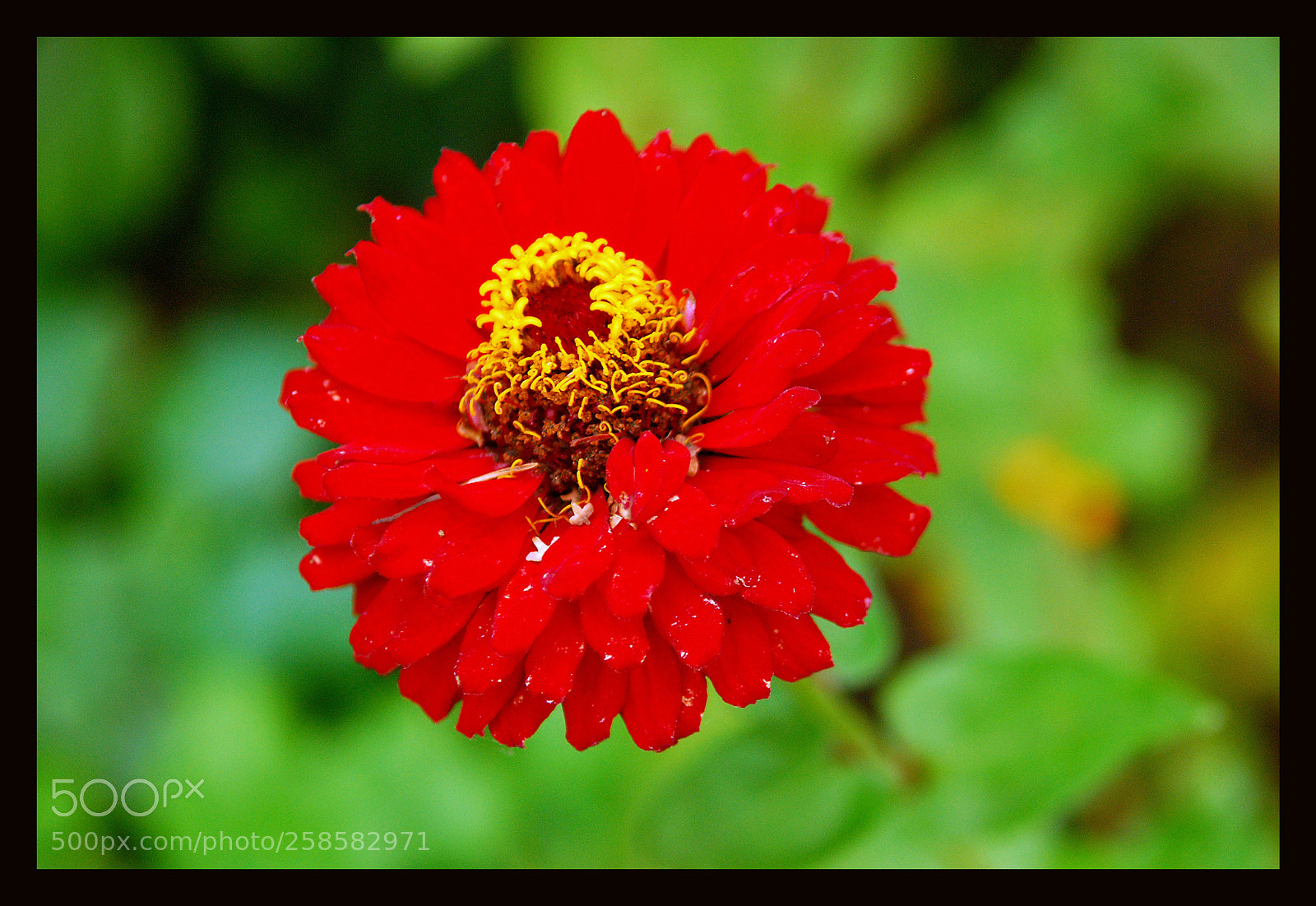 Nikon D80 sample photo. Flower photography