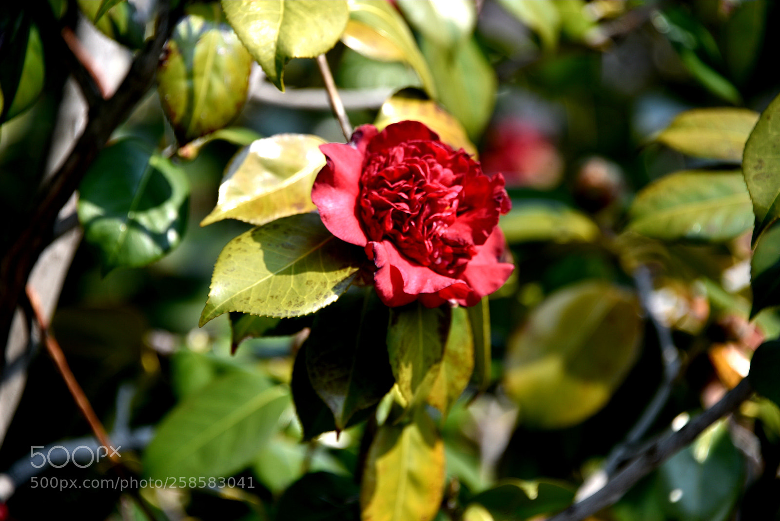 Nikon D750 sample photo. * only one photography