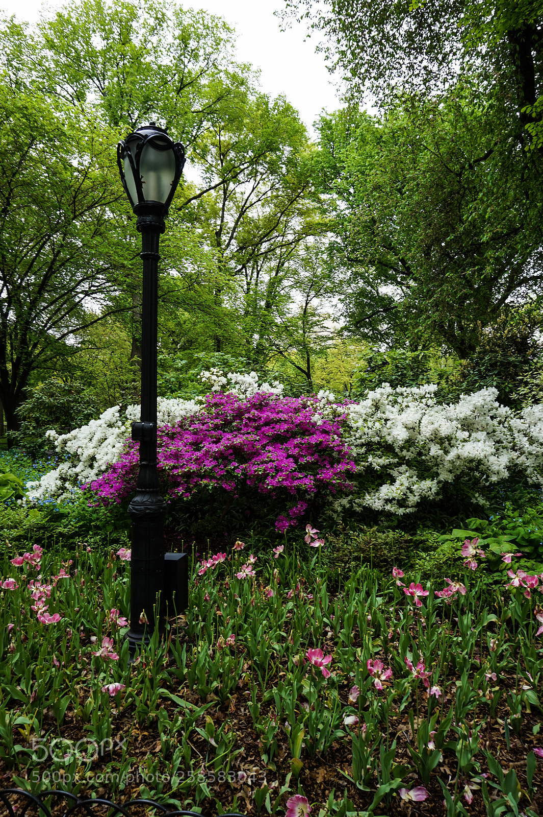 Sony Alpha a5000 (ILCE 5000) sample photo. Central park photography