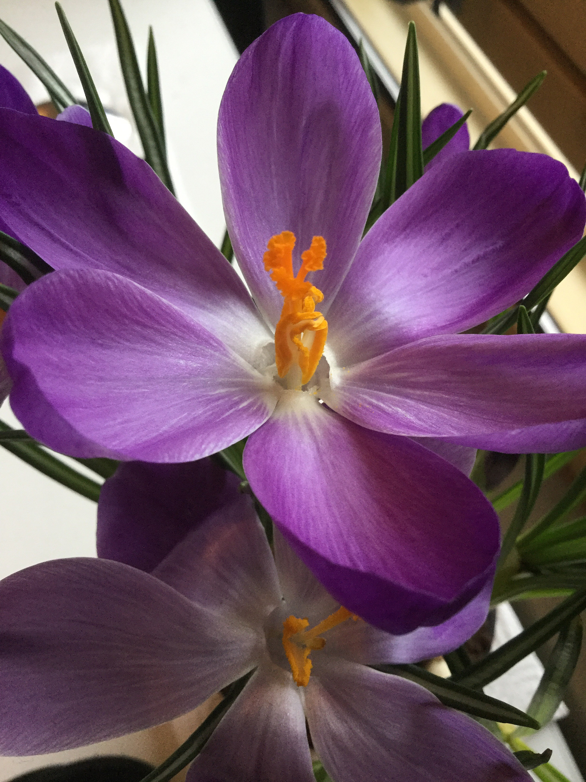 Apple iPad Air 2 sample photo. Purple crocus photography