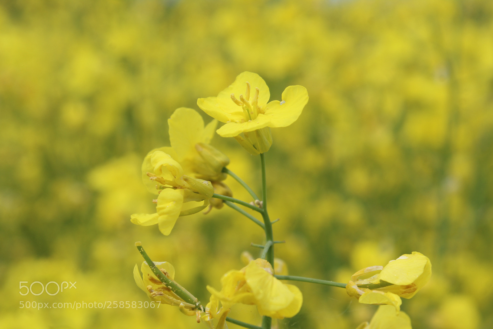 Canon EOS 1200D (EOS Rebel T5 / EOS Kiss X70 / EOS Hi) sample photo. Full course yellow photography
