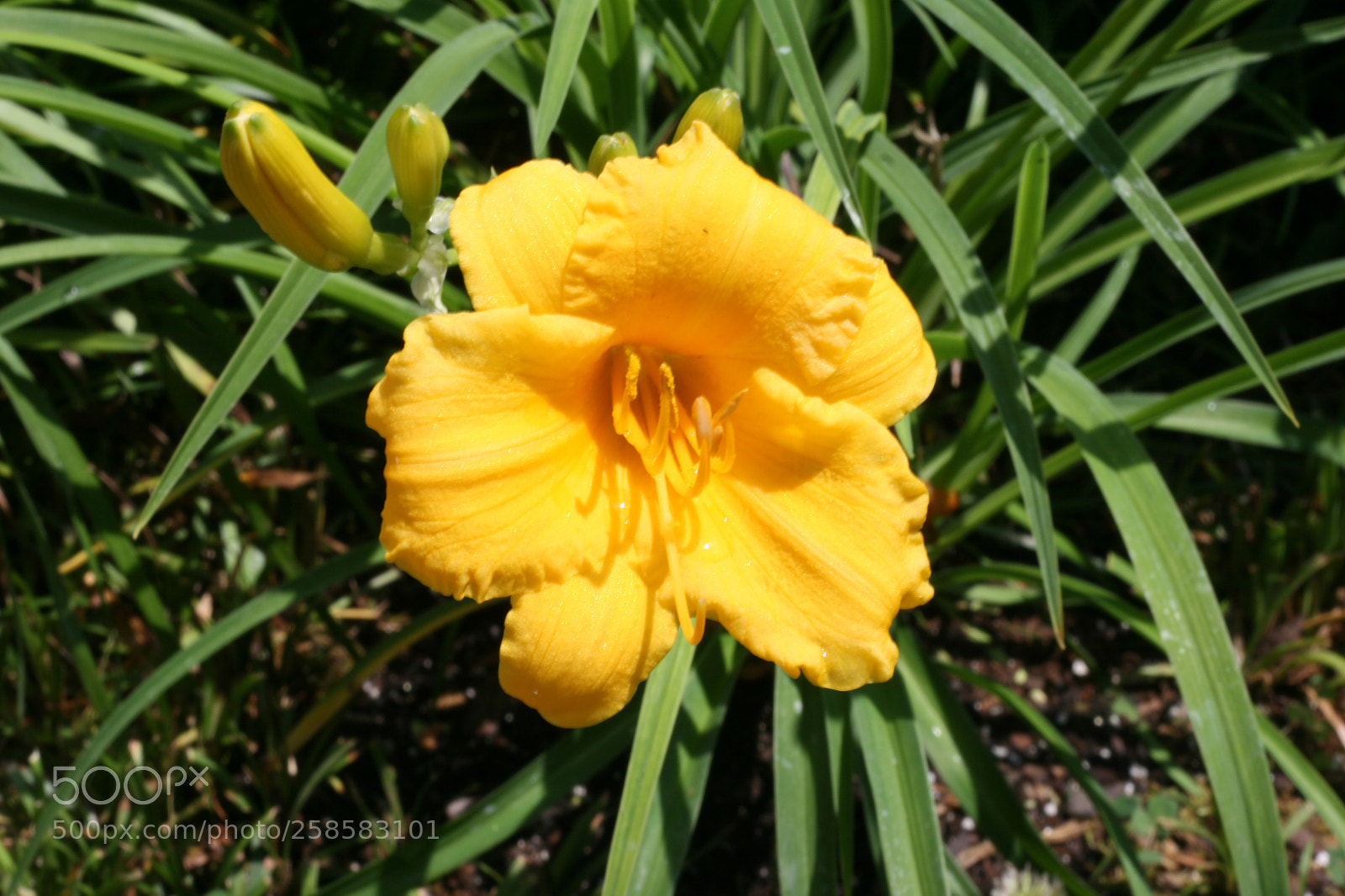 Canon EOS 400D (EOS Digital Rebel XTi / EOS Kiss Digital X) sample photo. Stella d'oro daylily photography