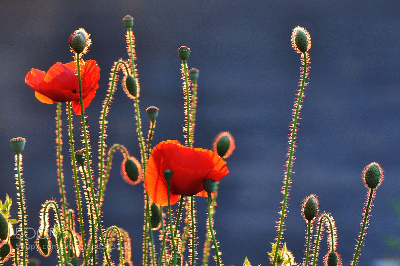 Nikon D90 sample photo. Evening  poppies photography