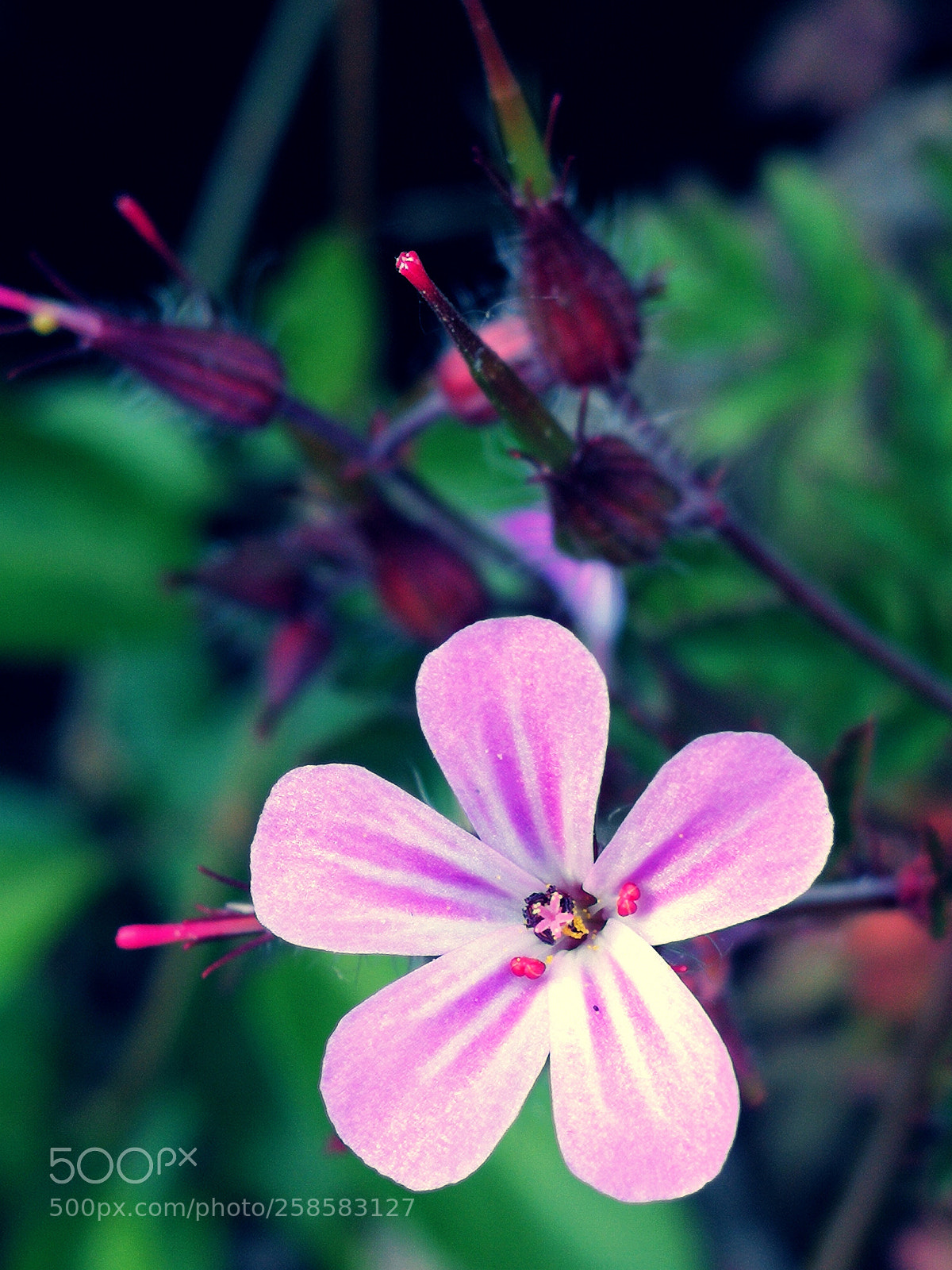 HUAWEI P10 sample photo. Flower inside a flower photography