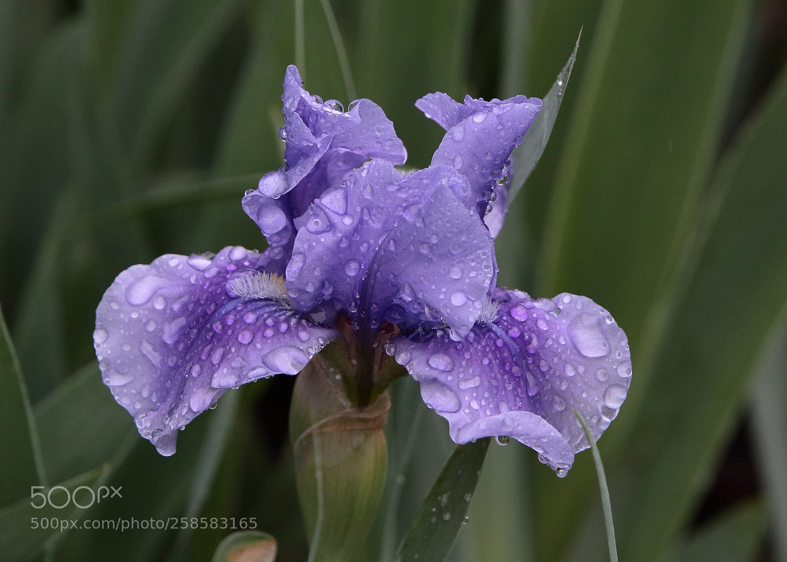 Canon EOS 70D sample photo. Rainy day iris photography