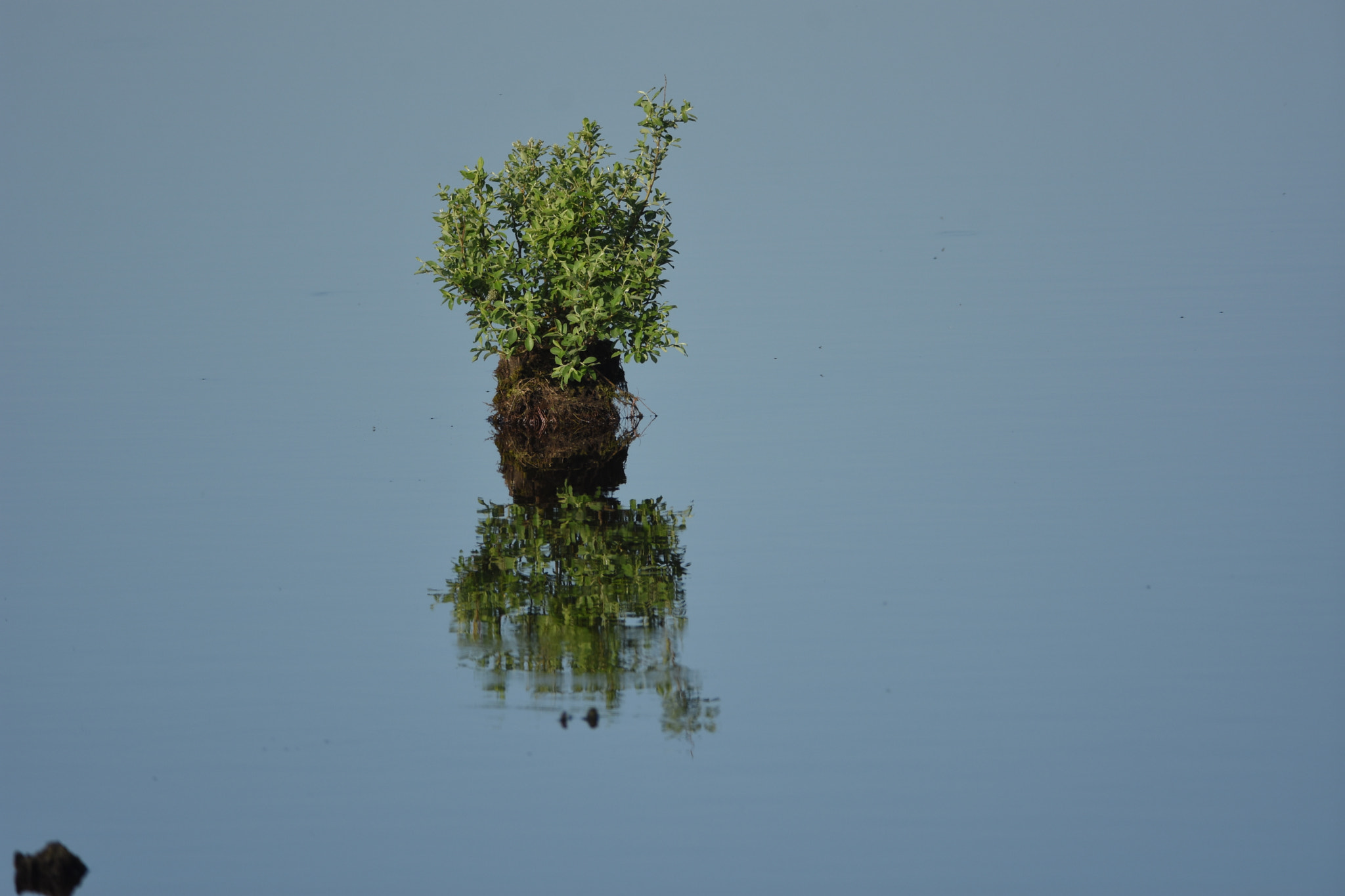 Nikon AF-S Nikkor 300mm F4D ED-IF sample photo. Shrub in the lake photography