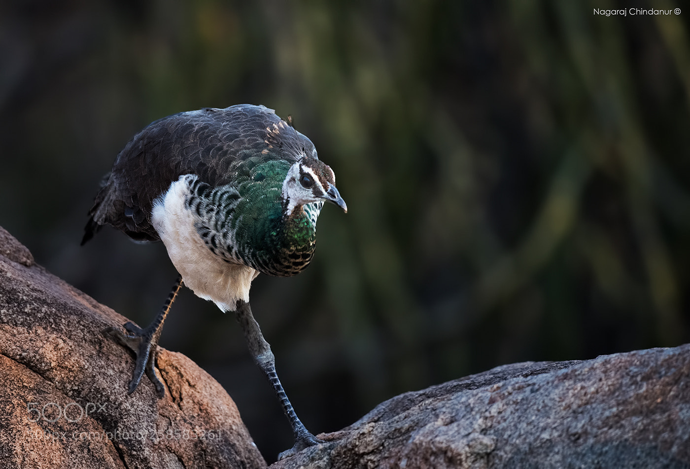 Nikon D5 sample photo. Peahen photography