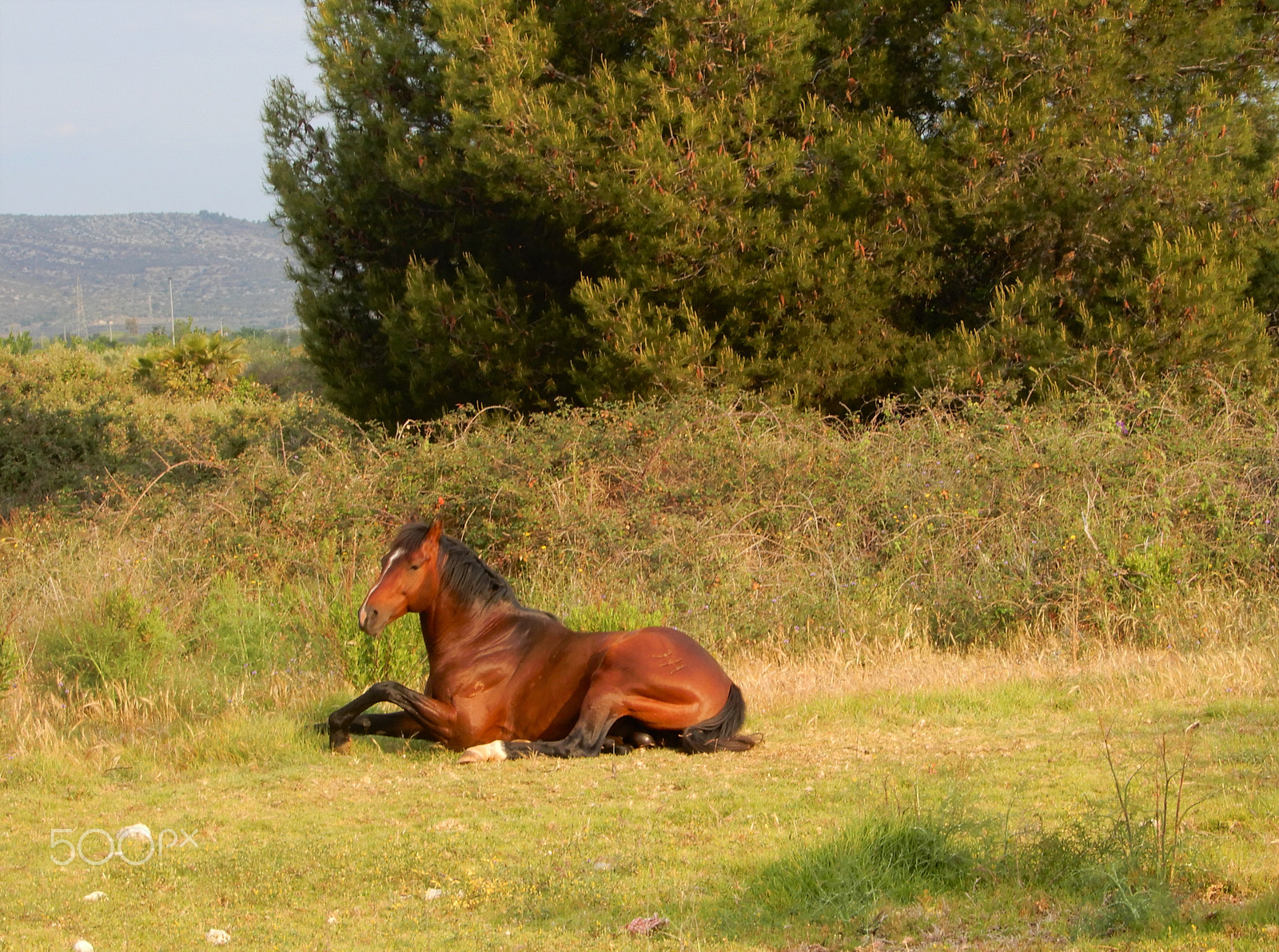 Nikon Coolpix A900 sample photo. Horse in the morning photography