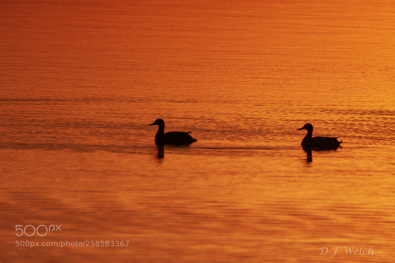 Canon EOS 7D Mark II sample photo. Ducks at sunrise photography