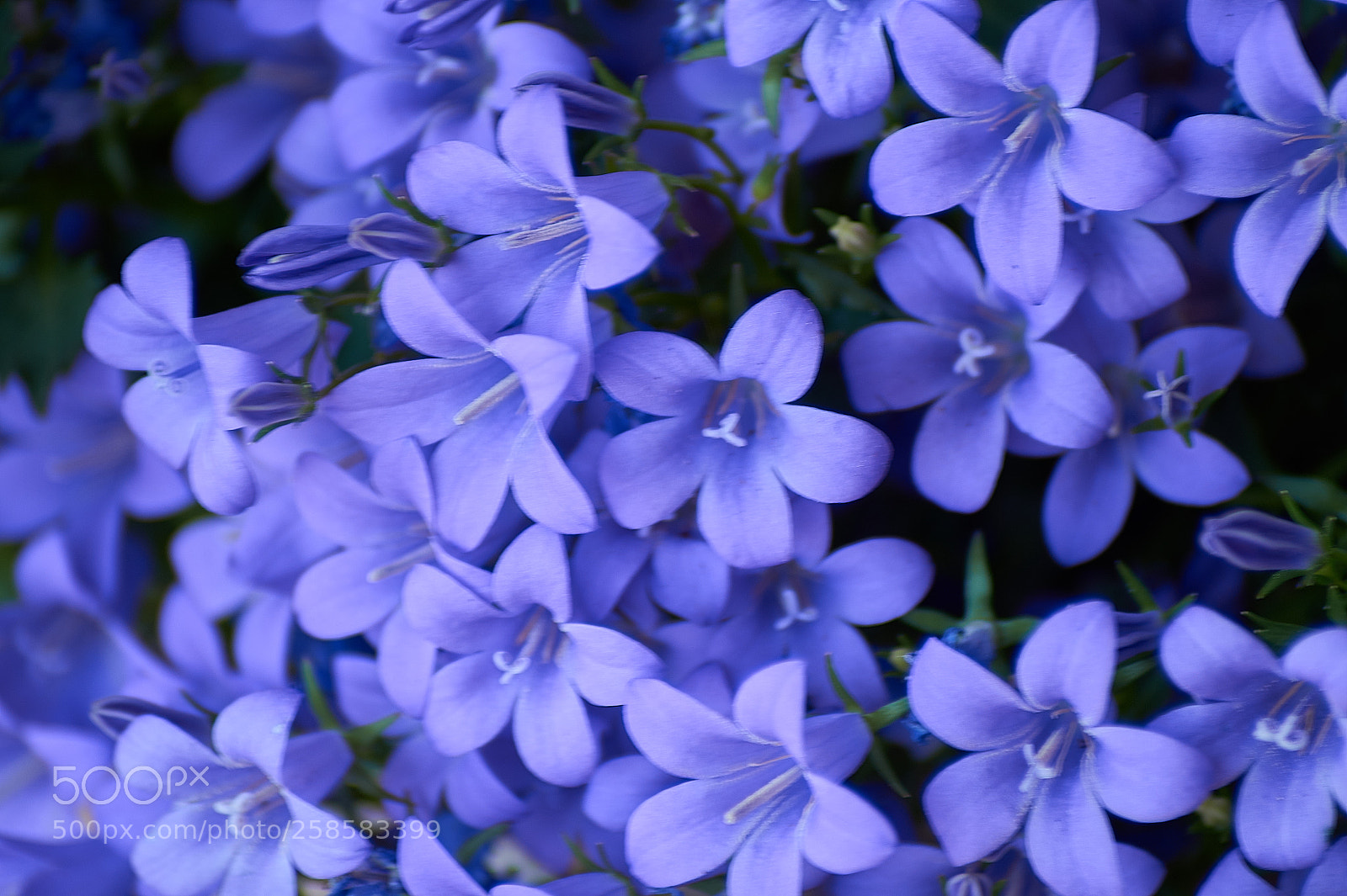 Sony SLT-A58 sample photo. Floral photography