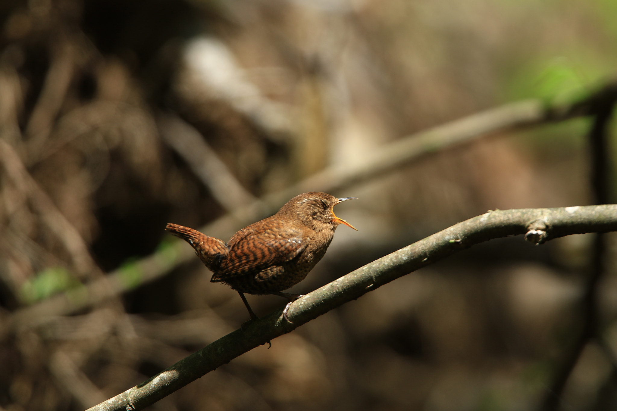 Canon EF 400mm F2.8L IS USM sample photo. Eurasian wren  ミソサザイ熱唱～♪ photography