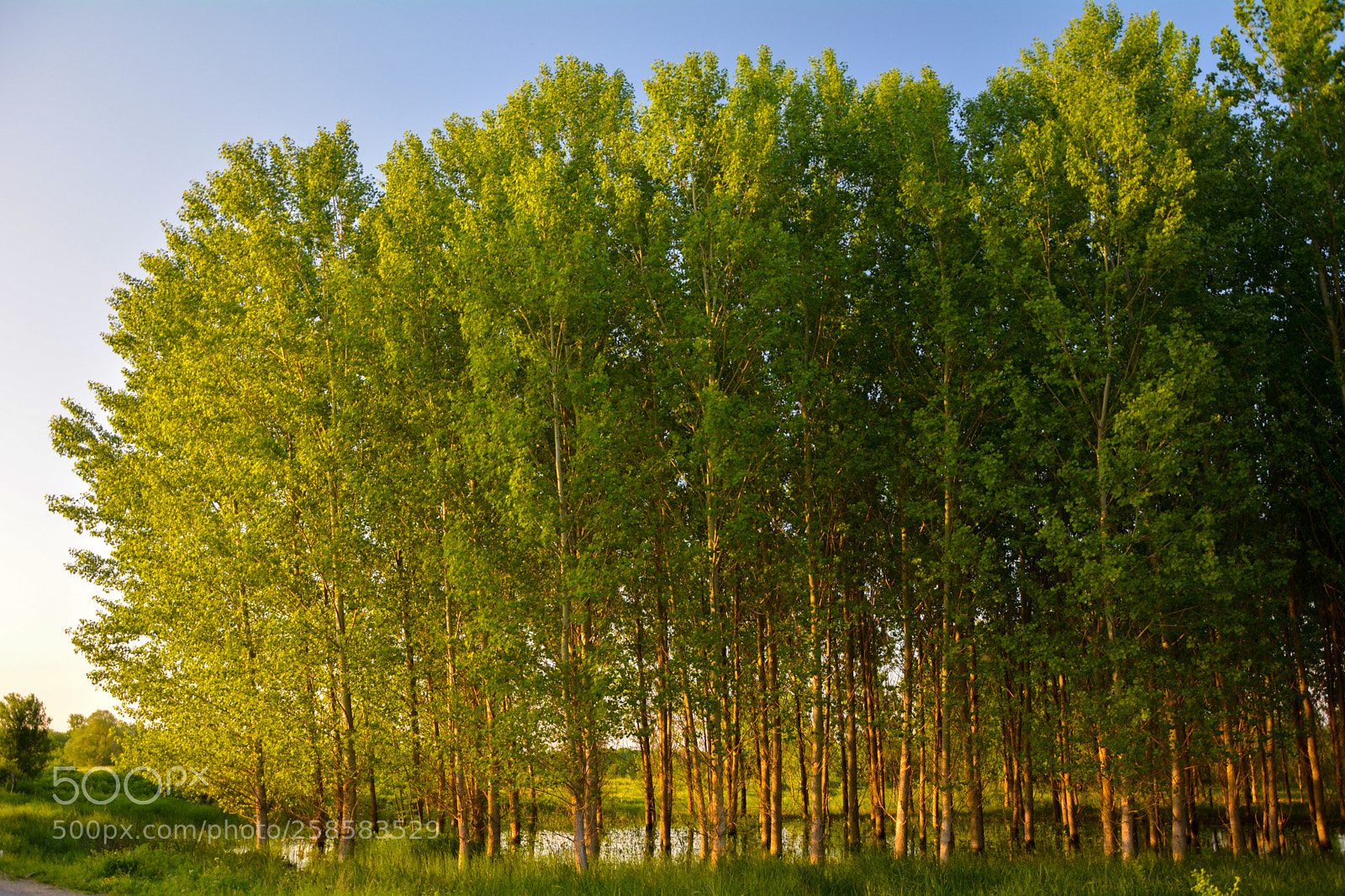 Nikon D5200 sample photo. Flooded forest.jpg photography