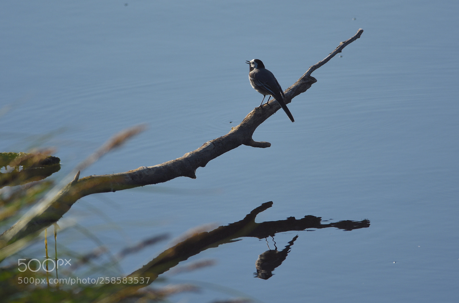 Nikon D7200 sample photo. Early morning sang by photography