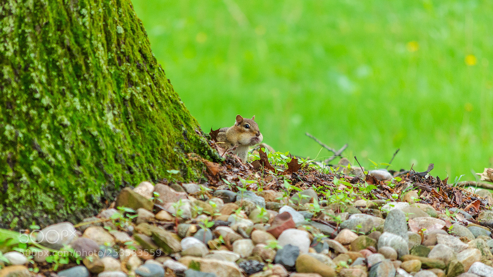 Nikon D5100 sample photo. Chip and tree photography