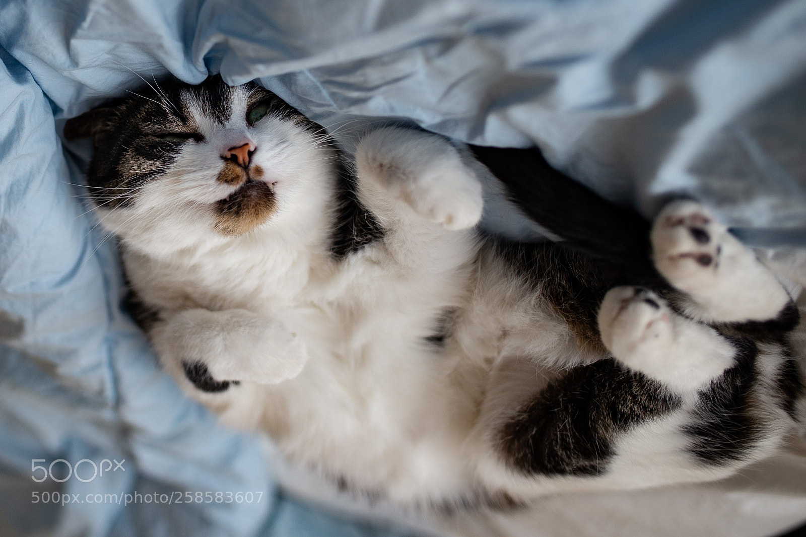 Canon EOS 6D sample photo. Comfy cat photography