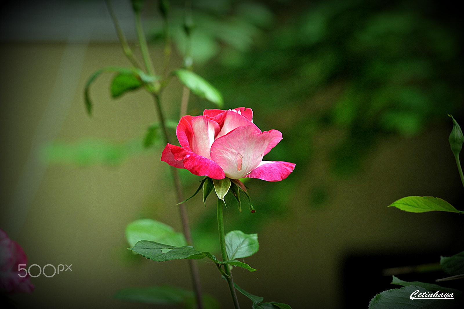 Nikon D700 sample photo. Rose photography