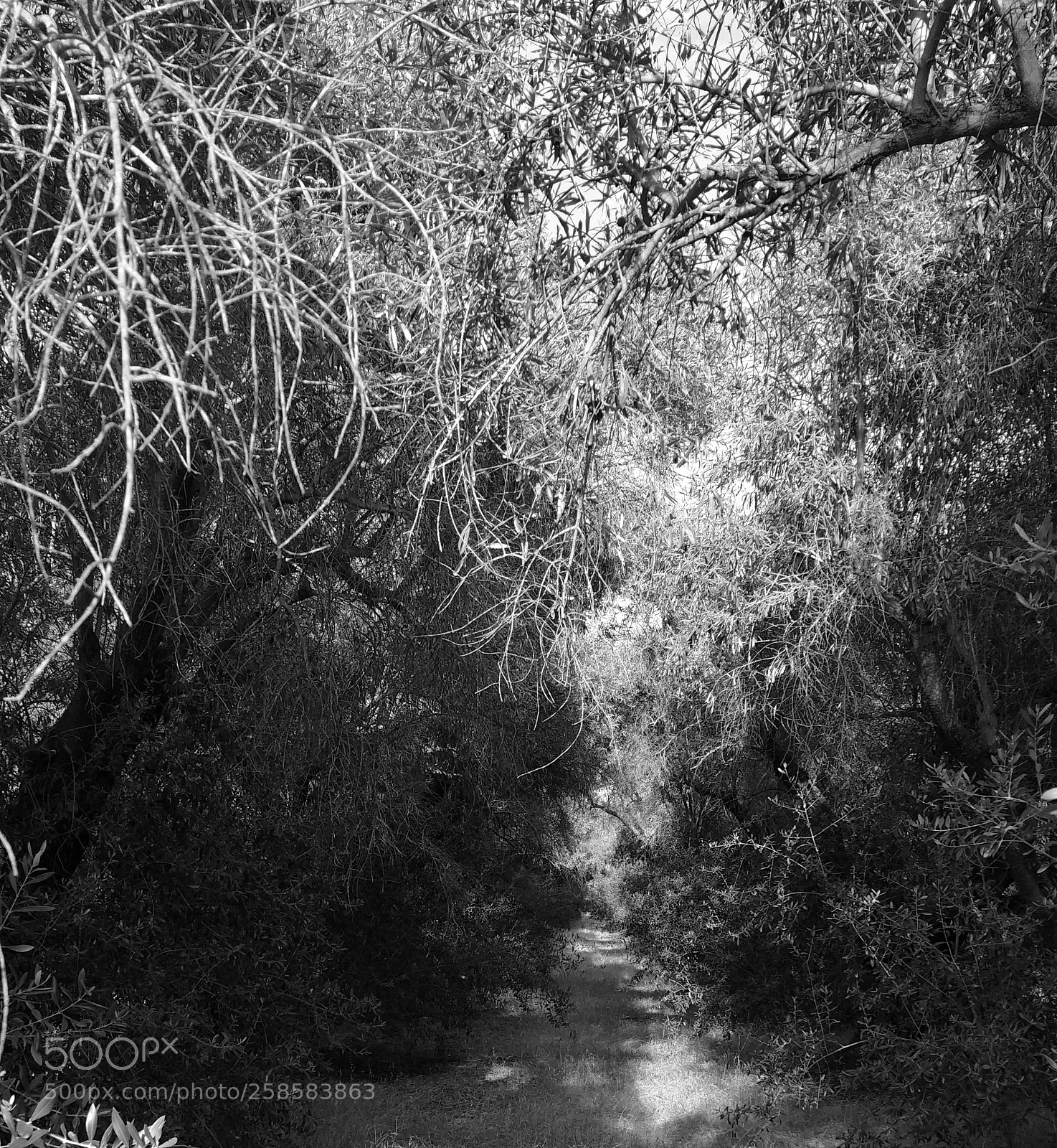Samsung Galaxy Note4 sample photo. 100 year old olive grove photography