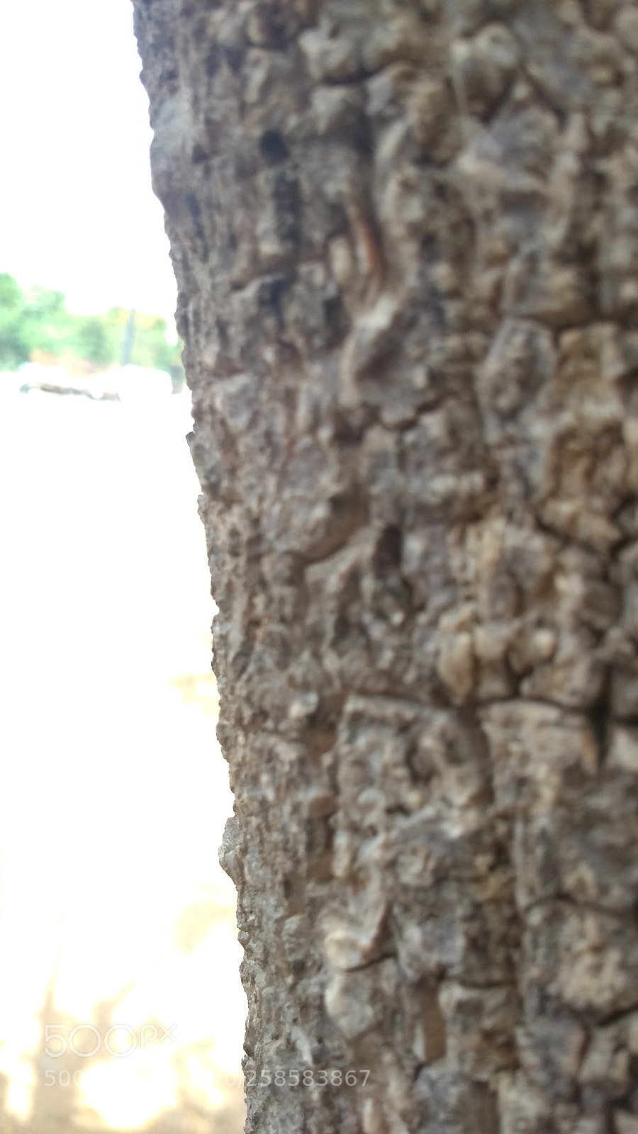 Xiaomi Redmi 4A sample photo. Woody photography
