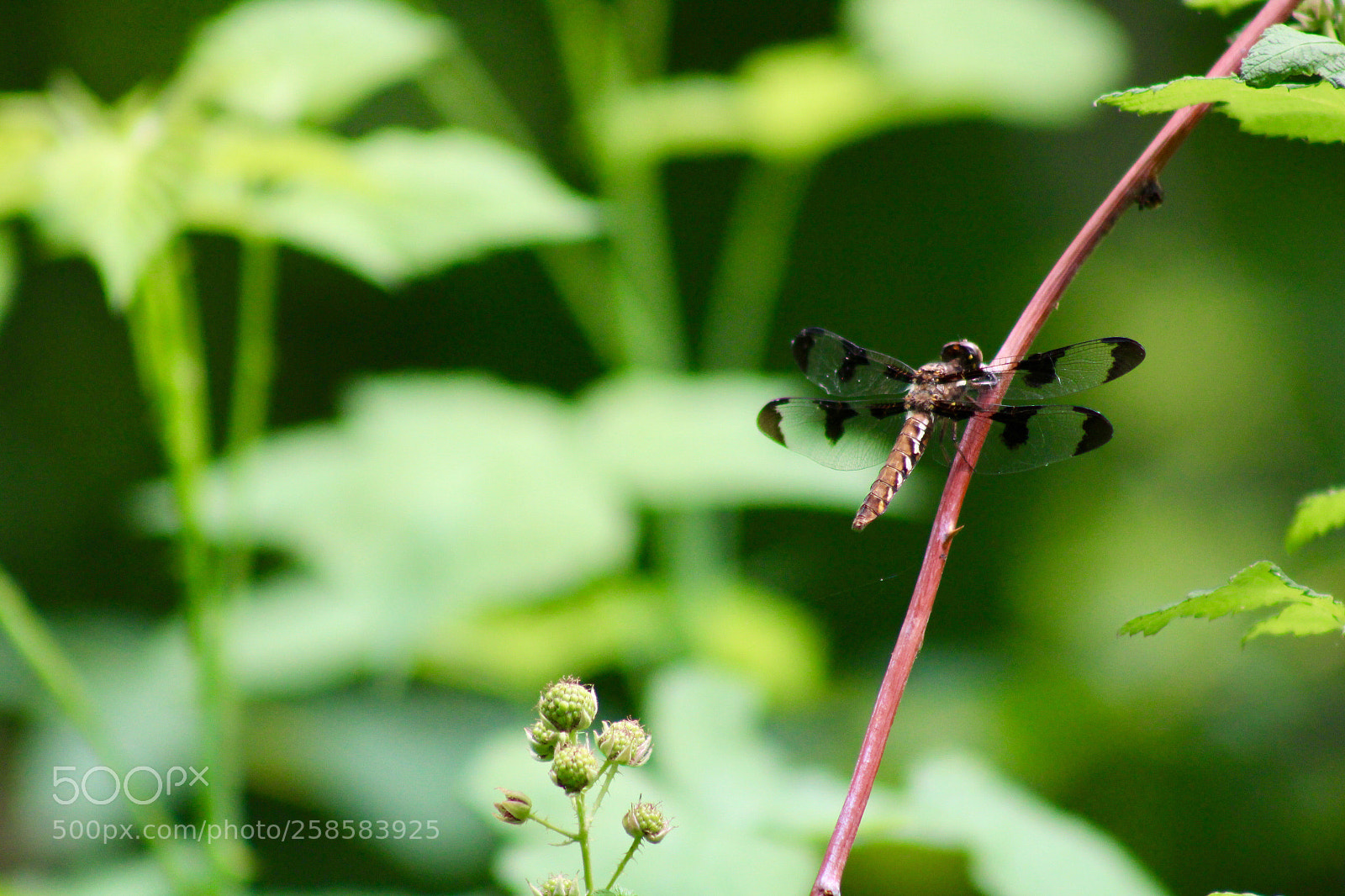 Canon EOS 1300D (EOS Rebel T6 / EOS Kiss X80) sample photo. Life of a dragonfly  photography