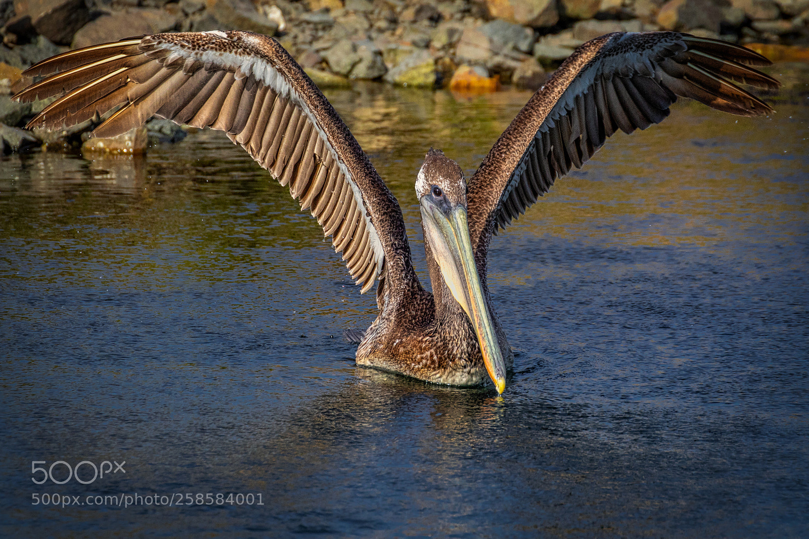 Canon EOS 7D Mark II sample photo. Wings up, ready to photography