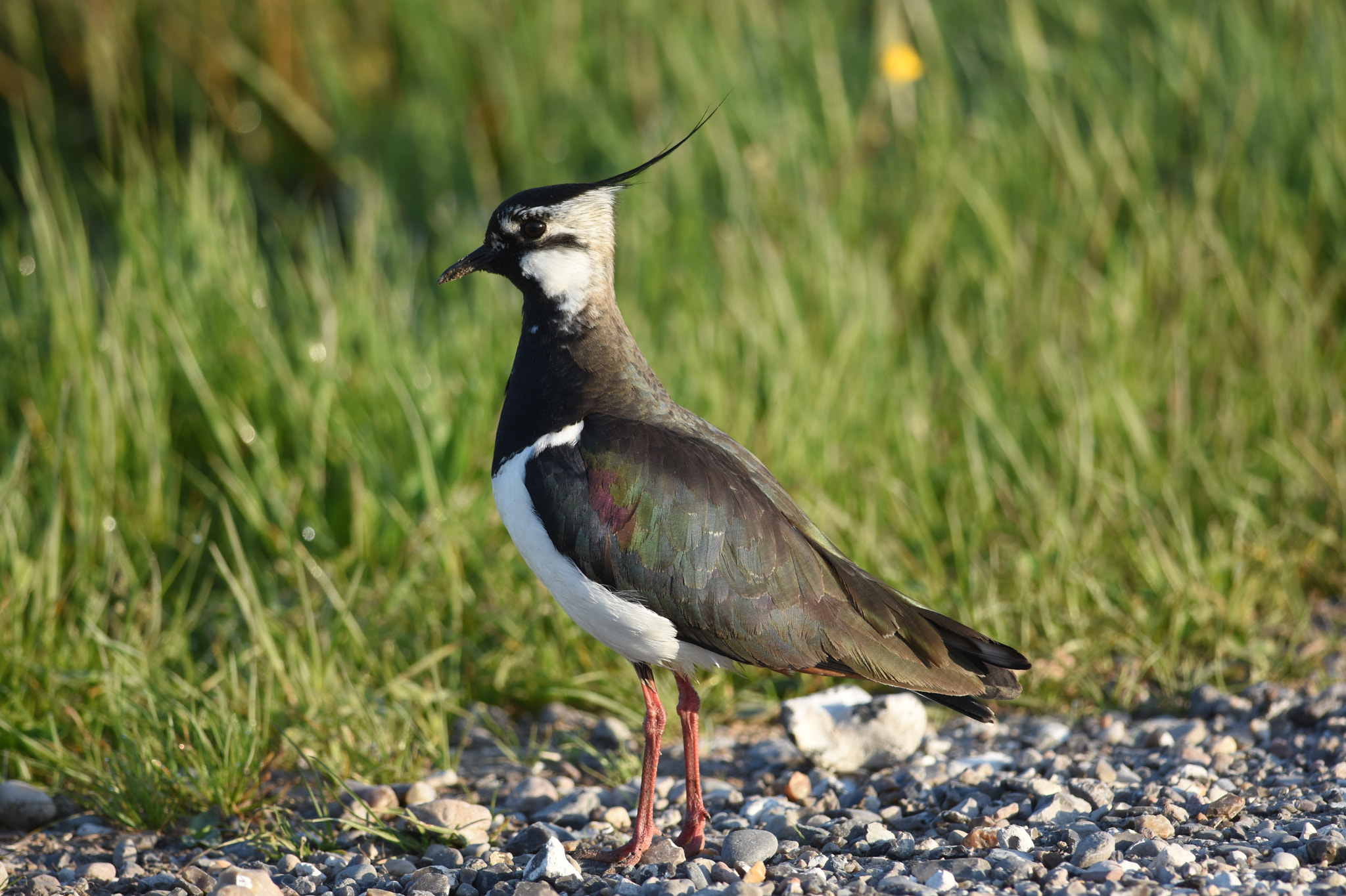 Nikon D7200 + Nikon AF-S Nikkor 300mm F4D ED-IF sample photo. Lapwing photography