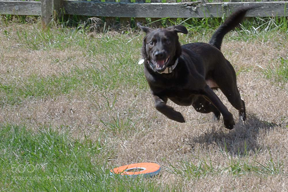 Nikon D500 sample photo. Happy jake photography