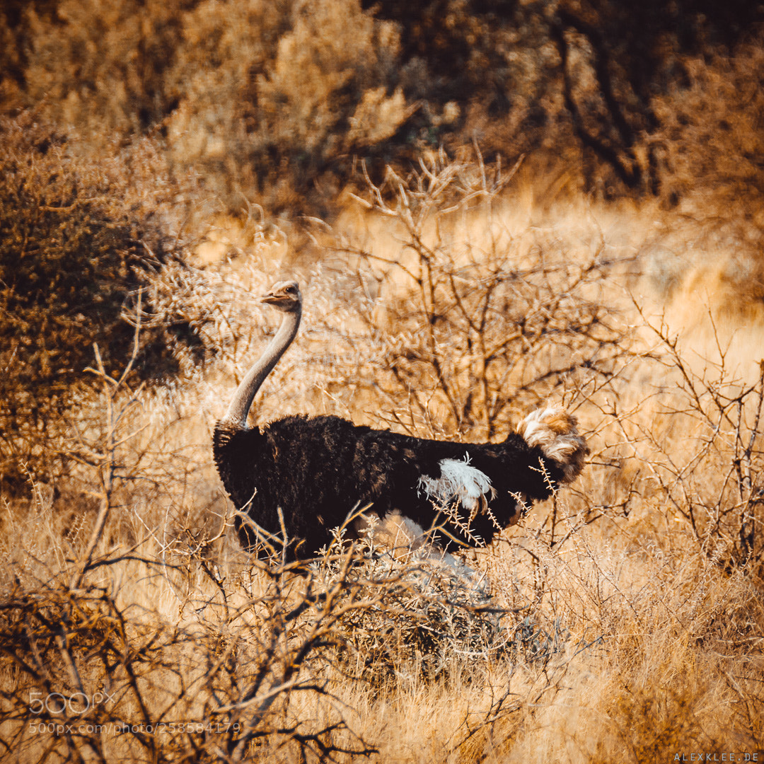 Canon EOS 7D Mark II sample photo. The ostrich in the photography